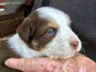 Australian Shepherd Puppy for sale in Oxford, NC, USA