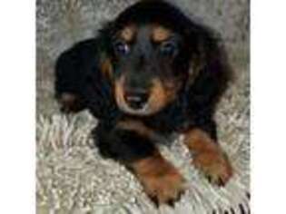 Dachshund Puppy for sale in Central, SC, USA