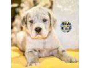 Mastiff Puppy for sale in Hesperia, CA, USA