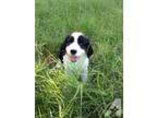English Springer Spaniel Puppy for sale in BRENTWOOD, CA, USA