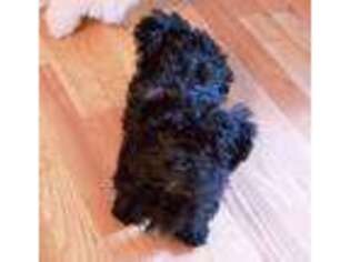 Havanese Puppy for sale in Sagle, ID, USA