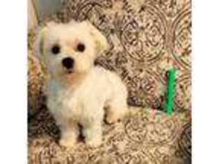 Maltese Puppy for sale in Valdosta, GA, USA