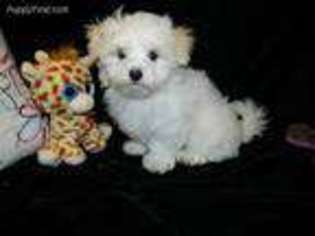 Maltese Puppy for sale in Center Point, TX, USA