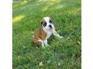 Boxer Puppy for sale in Greencastle, PA, USA