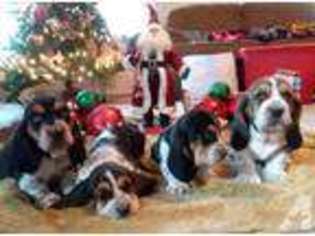 Basset Hound Puppy for sale in DAWSONVILLE, GA, USA