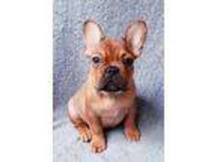 French Bulldog Puppy for sale in Fayetteville, NC, USA