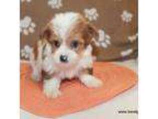 Yorkshire Terrier Puppy for sale in Maitland, MO, USA