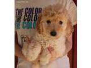 Goldendoodle Puppy for sale in Diamond, MO, USA