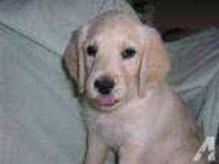 Labradoodle Puppy for sale in CONCORD, CA, USA