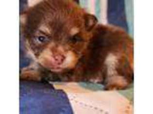 Pomeranian Puppy for sale in Rockingham, NC, USA