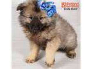Keeshond Puppy for sale in Wichita, KS, USA