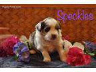 Miniature Australian Shepherd Puppy for sale in Spanaway, WA, USA