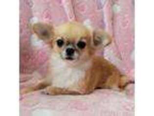 Chihuahua Puppy for sale in Newport, ME, USA