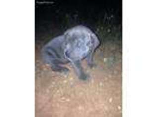 Cane Corso Puppy for sale in Meridian, TX, USA