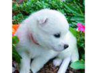 American Eskimo Dog Puppy for sale in Avondale, LA, USA