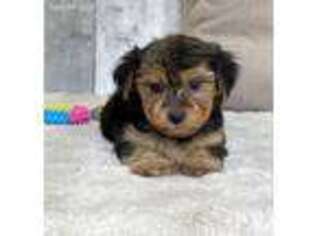 Yorkshire Terrier Puppy for sale in Dalton, OH, USA