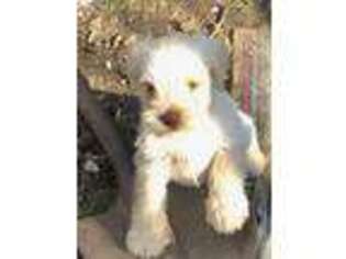 Mutt Puppy for sale in Porum, OK, USA