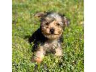 Yorkshire Terrier Puppy for sale in Easley, SC, USA