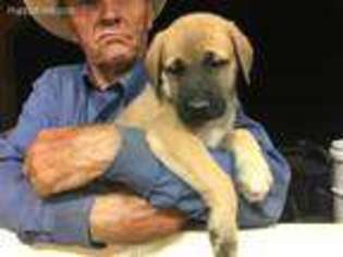 Mastiff Puppy for sale in Brewster, KS, USA
