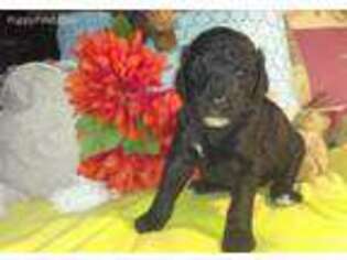Mutt Puppy for sale in Ijamsville, MD, USA