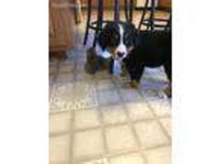 Bernese Mountain Dog Puppy for sale in Montreal, MO, USA