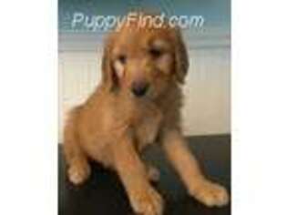Goldendoodle Puppy for sale in Danville, NH, USA