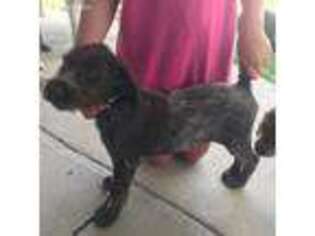 Wirehaired Pointing Griffon Puppy for sale in Hinckley, UT, USA
