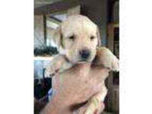Labrador Retriever Puppy for sale in Calhan, CO, USA
