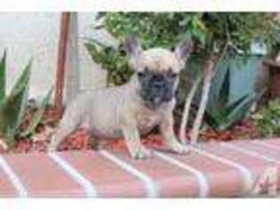 French Bulldog Puppy for sale in WESTMINSTER, CA, USA