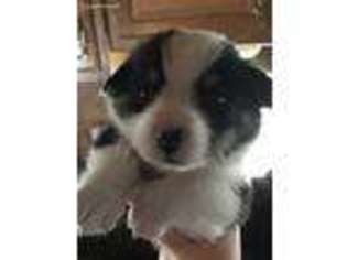 Pembroke Welsh Corgi Puppy for sale in Pagosa Springs, CO, USA
