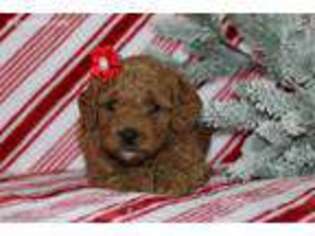 Goldendoodle Puppy for sale in Etna Green, IN, USA