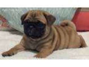 Pug Puppy for sale in Weatherford, TX, USA