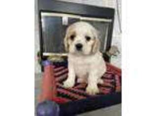 Cocker Spaniel Puppy for sale in Fairfield, CA, USA