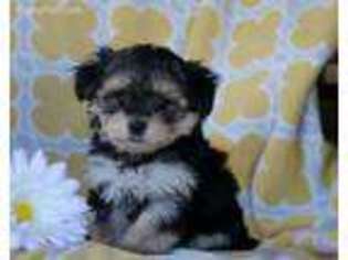 Mutt Puppy for sale in Elizabethville, PA, USA