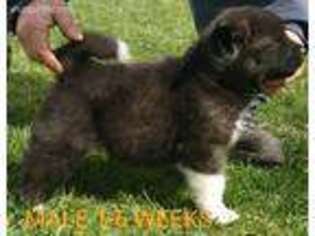 Akita Puppy for sale in Marion, OH, USA