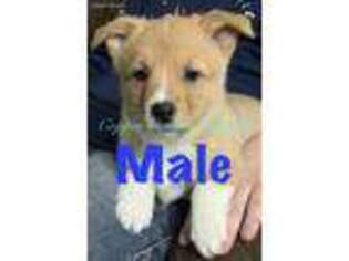 Pembroke Welsh Corgi Puppy for sale in Iliff, CO, USA