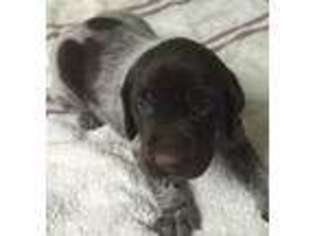 German Shorthaired Pointer Puppy for sale in Koshkonong, MO, USA