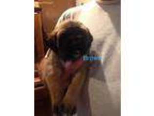 Mastiff Puppy for sale in Olive Branch, IL, USA
