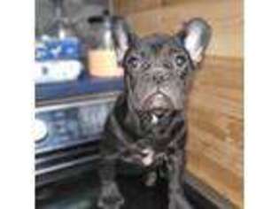 French Bulldog Puppy for sale in Oxnard, CA, USA