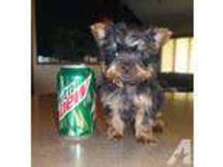 Yorkshire Terrier Puppy for sale in GREENVILLE, OH, USA