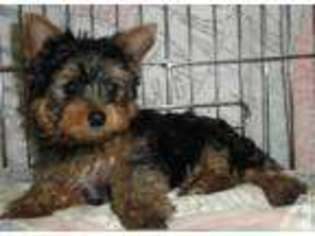 Yorkshire Terrier Puppy for sale in LAKE OSWEGO, OR, USA