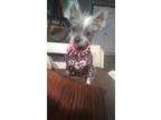 Chinese Crested Puppy for sale in Owingsville, KY, USA