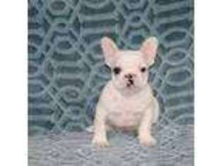 French Bulldog Puppy for sale in Hurdland, MO, USA