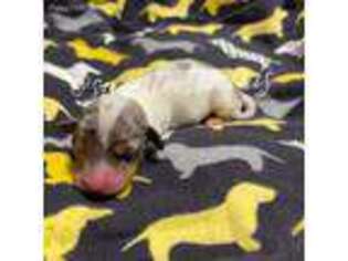 Dachshund Puppy for sale in Heathsville, VA, USA