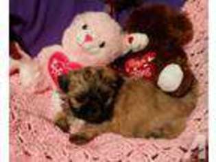Mutt Puppy for sale in JUNCTION CITY, WI, USA
