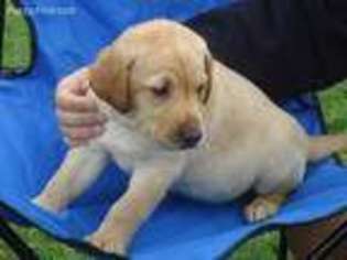 Labrador Retriever Puppy for sale in Richland Center, WI, USA