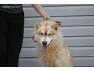 Siberian Husky Puppy for sale in Carrollton, KY, USA