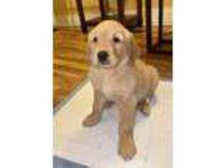Golden Retriever Puppy for sale in Grand Rapids, MI, USA