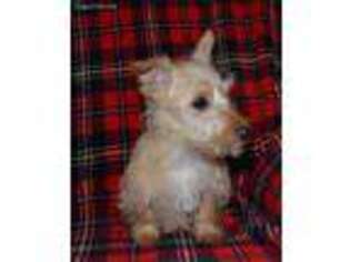 Scottish Terrier Puppy for sale in Santa Clarita, CA, USA