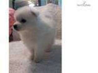 American Eskimo Dog Puppy for sale in New Orleans, LA, USA